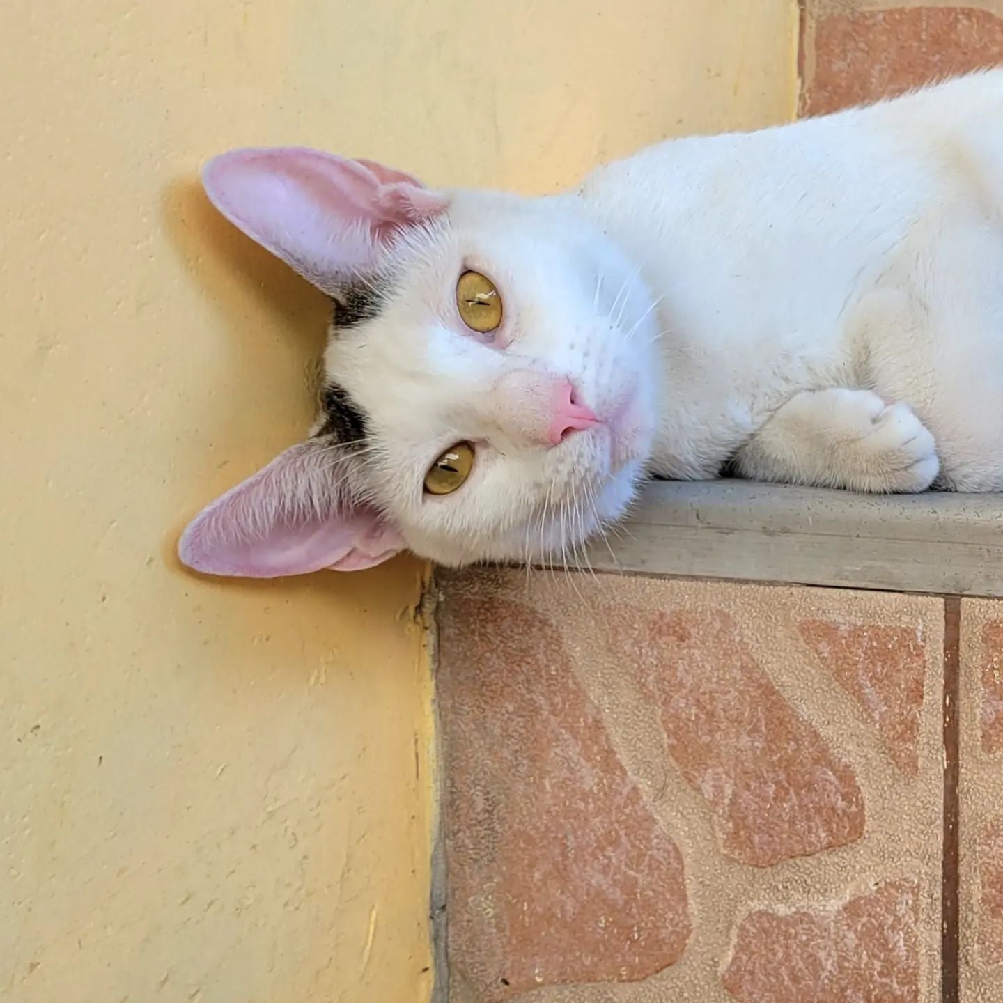 SLOWING DOWN IN IQUITOS WITH CATS
