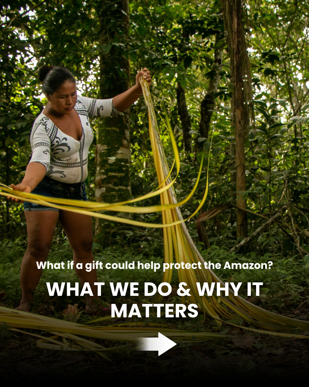 Amazon Ecology