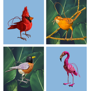 Birdwatcher’s Bundle - Amazon Ecology